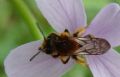 Andrena lagopus